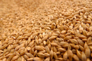 ЕС се готви да наложи мито върху вноса на зърно от Русия и Беларус
